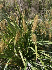 Machaerina sinclairii