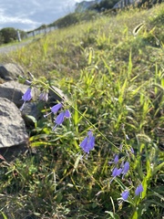 Adenophora triphylla