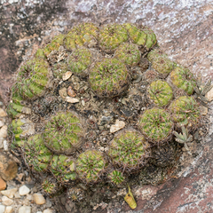 Parodia linkii