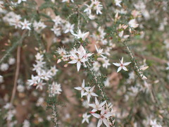 Calytrix alpestris