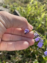 Adenophora triphylla