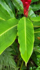 Alpinia purpurata
