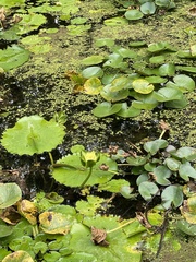Nymphaea