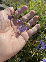 Adenophora triphylla