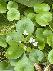 Hydrocharis dubia
