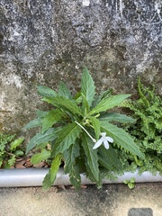 Hippobroma longiflora