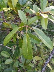 Tabebuia heterophylla
