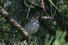 Hylocichla mustelina