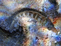 Parapercis australis