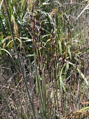Machaerina teretifolia