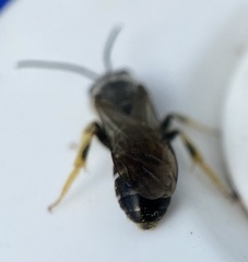 Halictus rubicundus