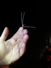 Sipyloidea