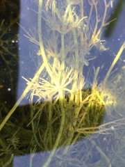 Chara vulgaris