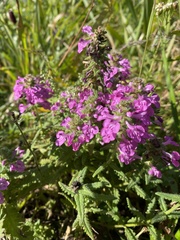 Pedicularis spicata