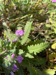 Pedicularis spicata