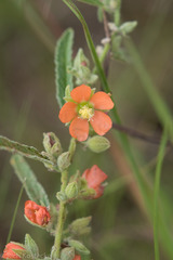 Sphaeralcea angustifolia