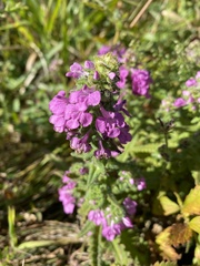 Pedicularis spicata