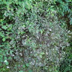 Deutzia glabrata