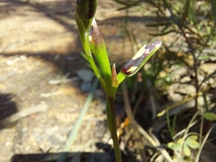 Diuris pardina