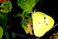 Pierinae