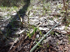 Diuris pardina