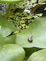 Spodoptera litura