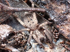 Mituliodon tarantulinus
