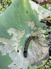 Spodoptera litura
