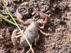 Urodacus manicatus