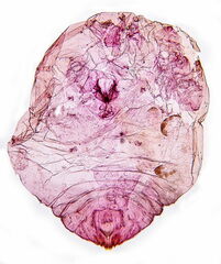 Diaspidiotus ostreaeformis