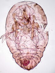 Diaspidiotus ostreaeformis