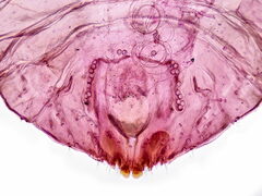 Diaspidiotus ostreaeformis