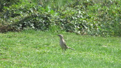 Mimus thenca