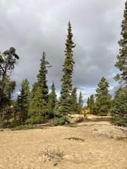 Abies lasiocarpa