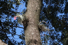 Tillandsia recurvifolia