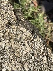Sceloporus orcutti