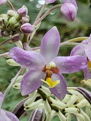 Spathoglottis pacifica