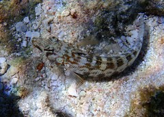 Parapercis australis