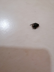 Macroscytus brunneus