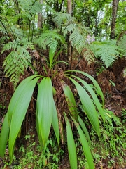 Spathoglottis pacifica