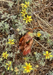 Heterotheca sessiliflora