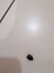 Macroscytus brunneus