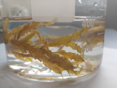Sargassum