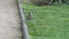 Mimus thenca