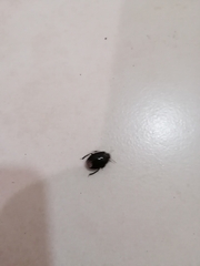 Macroscytus brunneus