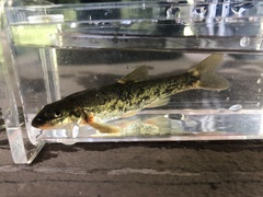 Rhinichthys cataractae