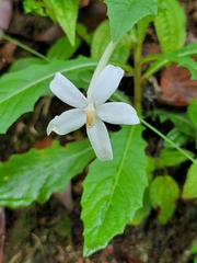 Hippobroma longiflora