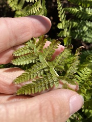 Athyrium yokoscense