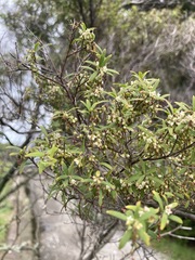 Leucopogon fasciculatus