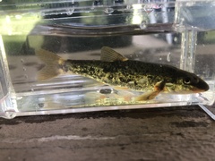 Rhinichthys cataractae